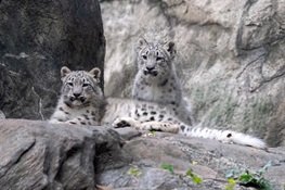 Snow Leopard Cubs, “Ghosts of the Mountains,” Debut at the Bronx Zoo